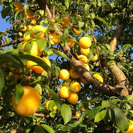 Casa Martins Country Apt, No.6 Freiria