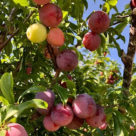 Casa Martins Country Apt, No.6 Lejlighed