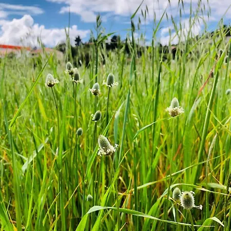 Lejlighed Casa Martins Country Apt, No.6 Freiria