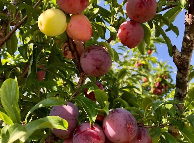 Casa Martins Country Apt, No.6 Appartamento