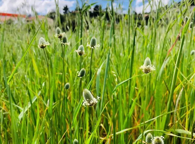 アパート Casa Martins Country Apt, No.6 Freiria